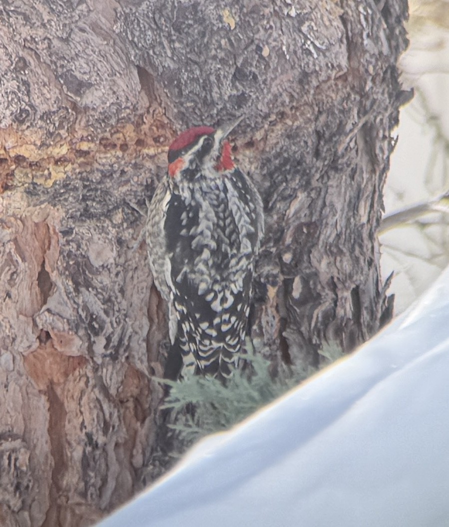Red-naped Sapsucker - ML651567210