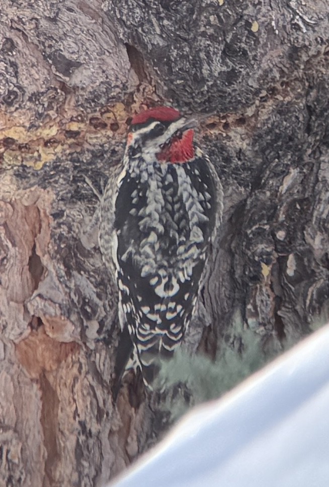Red-naped Sapsucker - ML651567211