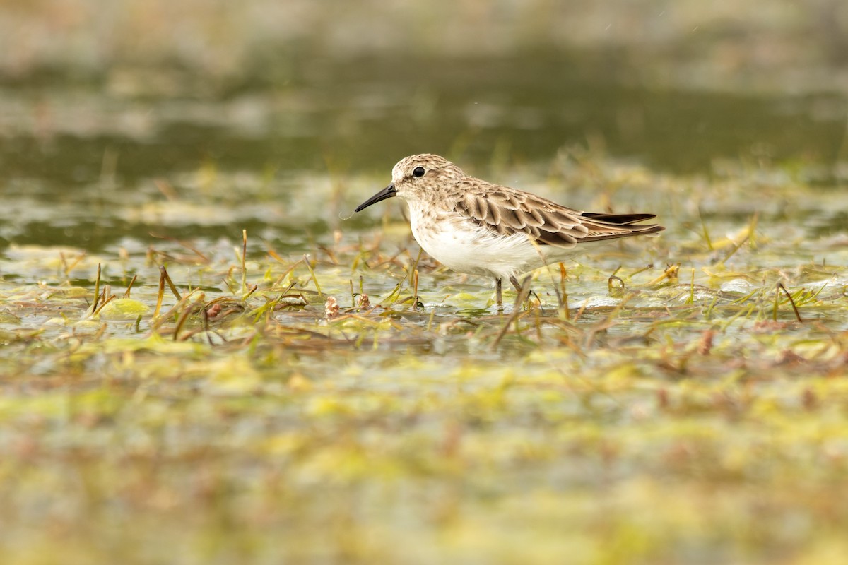 Gambecchio americano - ML651567257