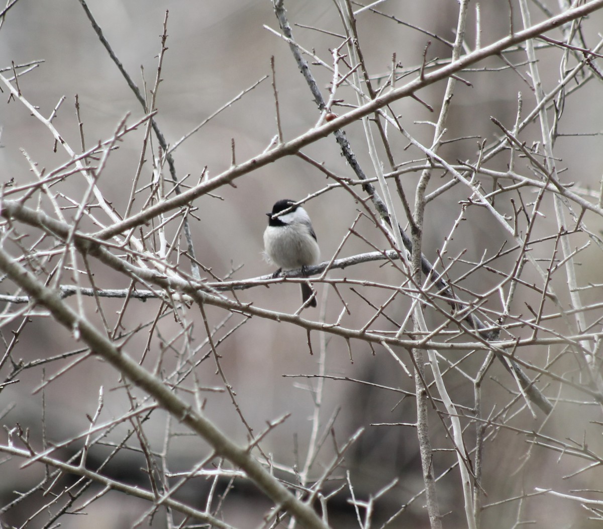 Carolina Chickadee - ML651567321