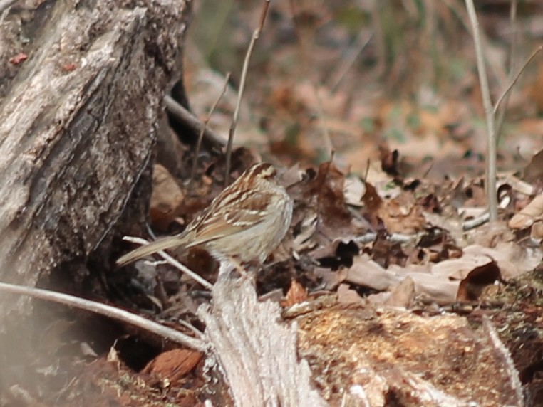 White-throated Sparrow - ML651567337