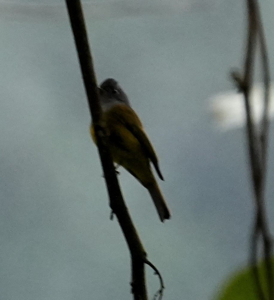 Gri Başlı Kanarya Sinekkapanı - ML651568307