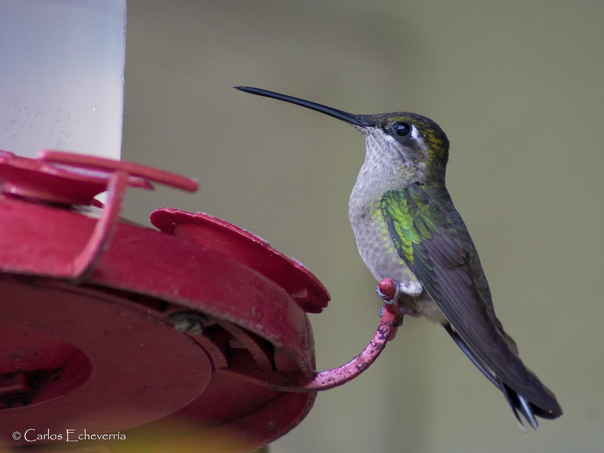 Rivoli's Hummingbird - ML65156831