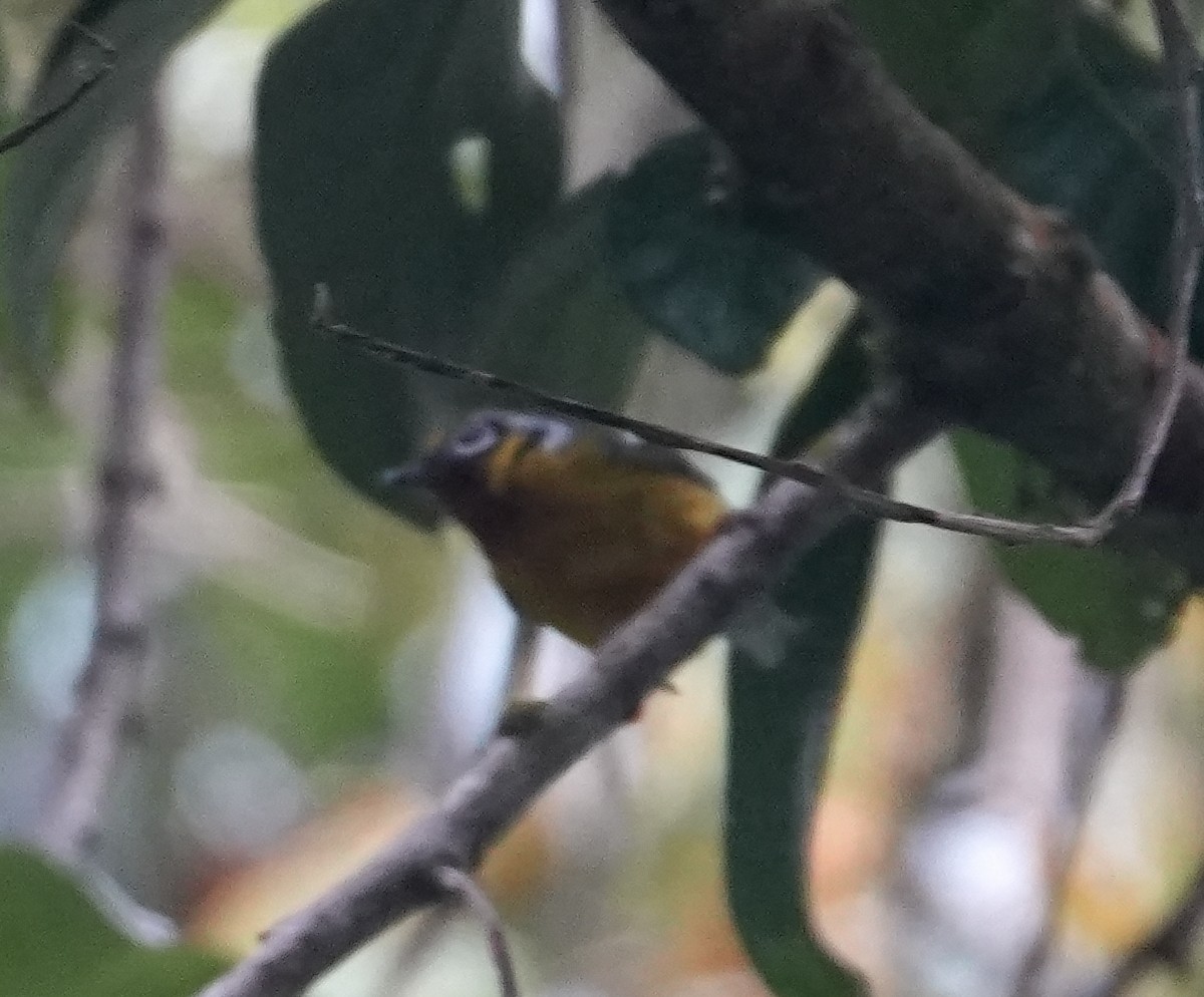 Kara Kulaklı Kasapkuşu - ML651568696