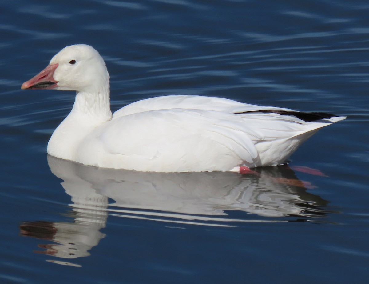 Schneegans - ML651568804