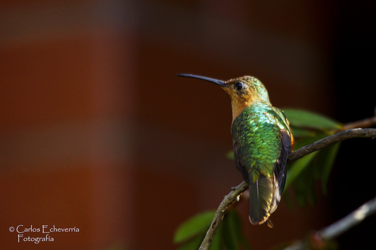 Rufous Sabrewing - ML65156921