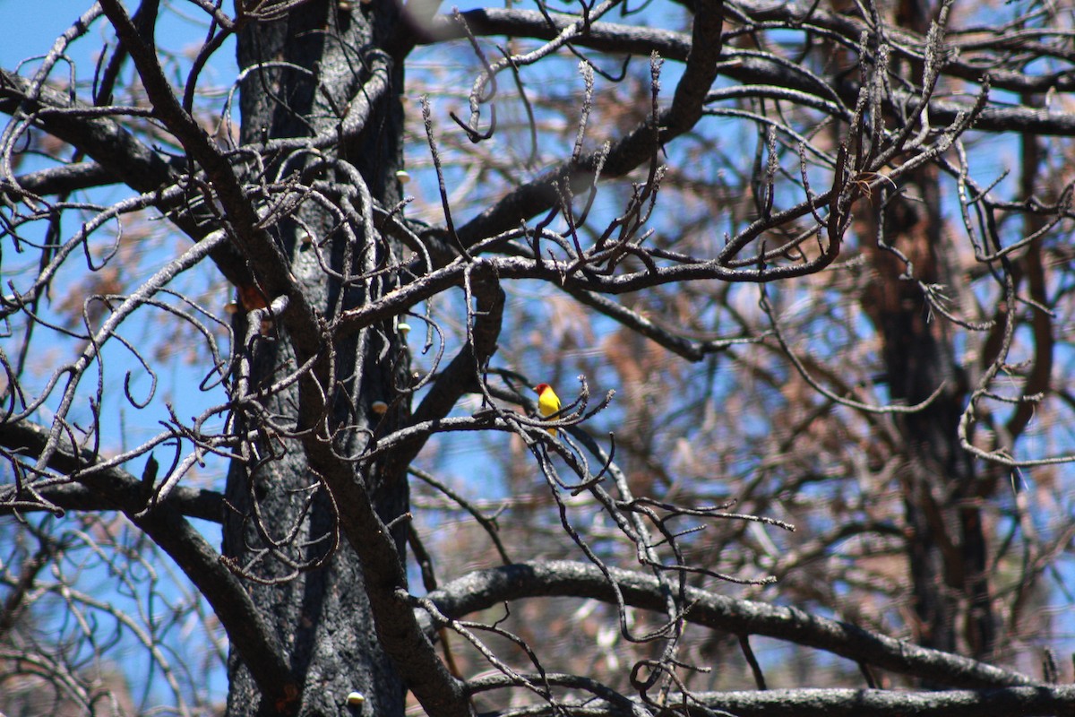 Western Tanager - Gabriel Sandoval