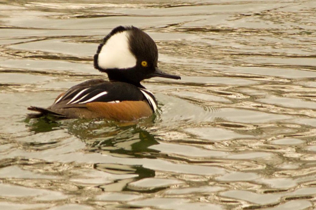 Hooded Merganser - ML65156941