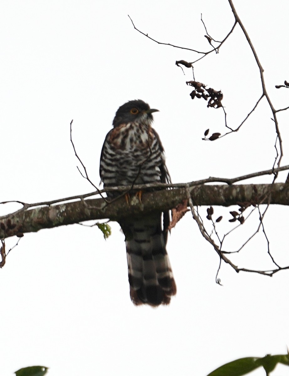 Büyük Atmaca Guguğu - ML651569660