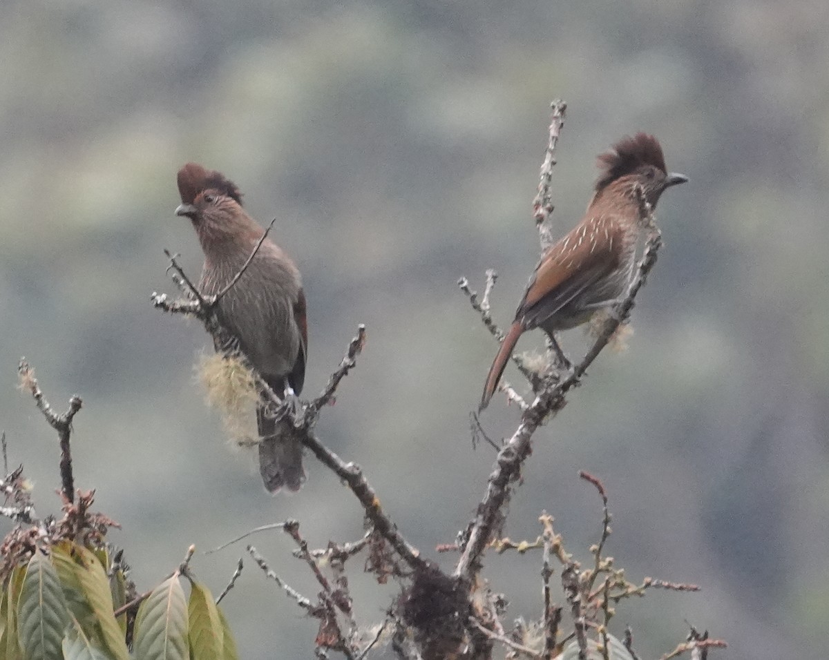 Çizgili Gevezeardıç - ML651569878