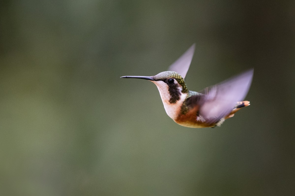 White-bellied Woodstar - ML651570948