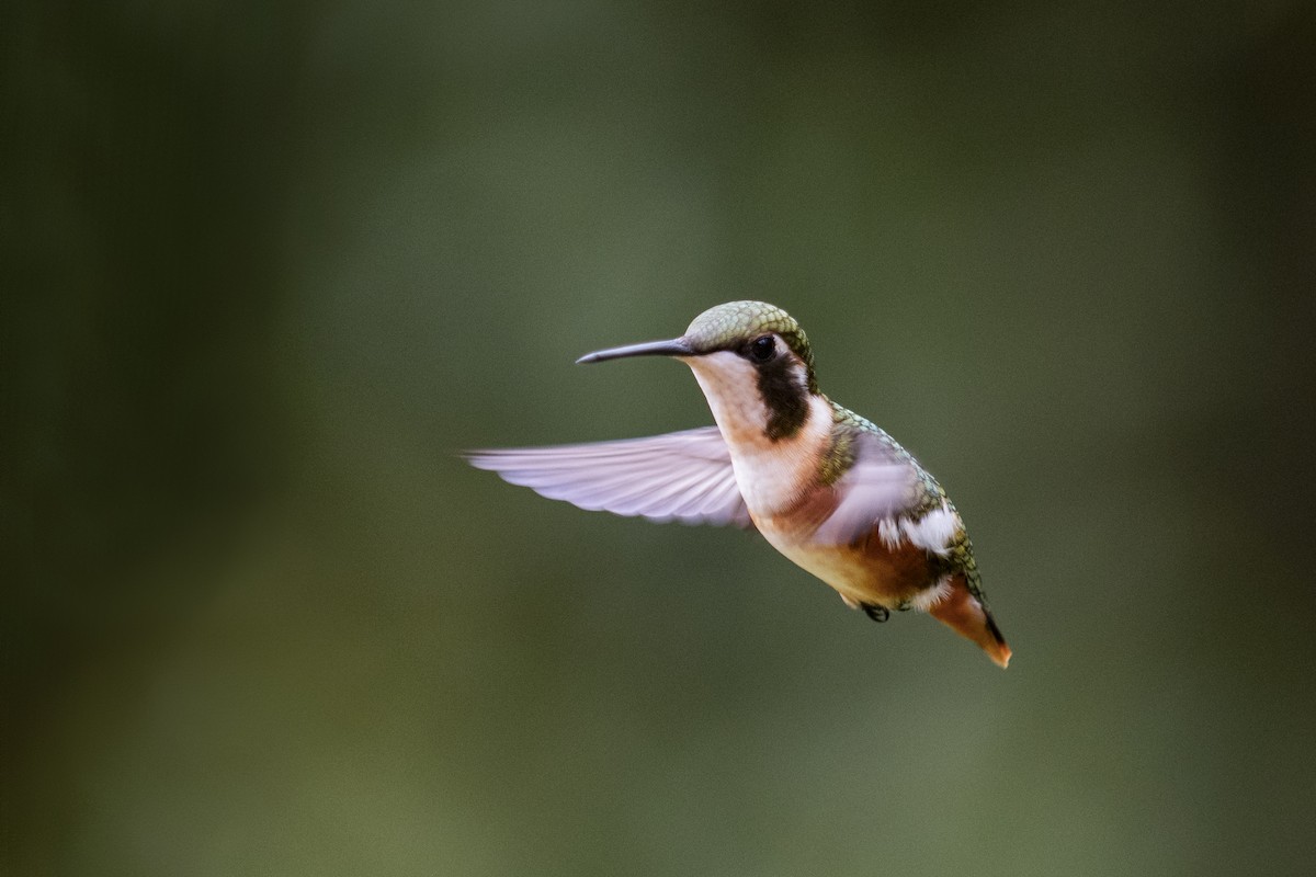 White-bellied Woodstar - ML651570949