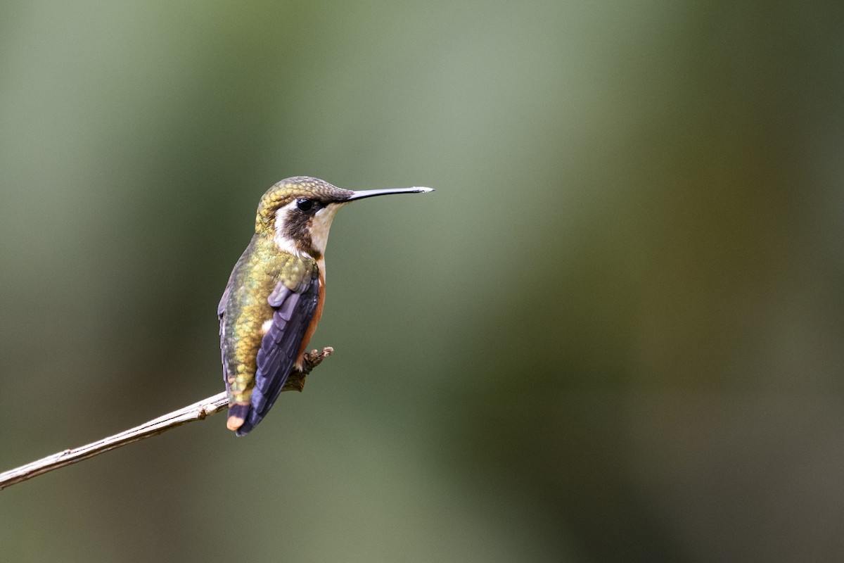 White-bellied Woodstar - ML651570950