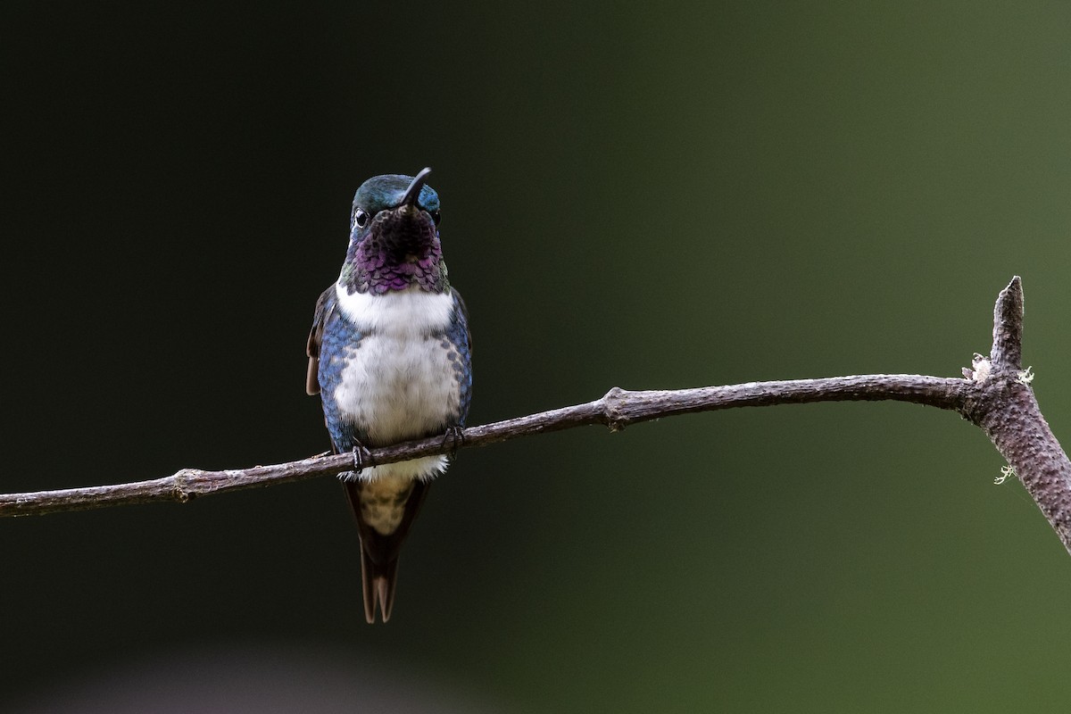White-bellied Woodstar - ML651570951