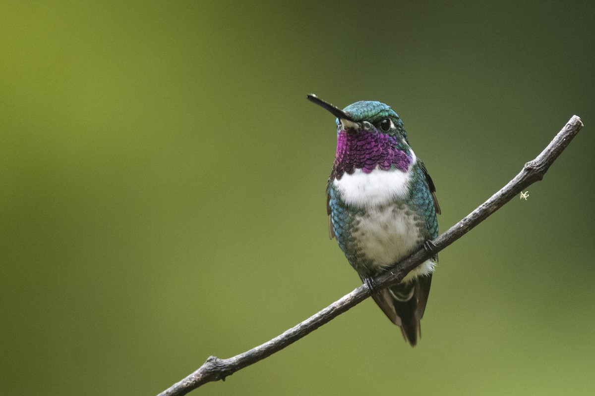 White-bellied Woodstar - ML651570952