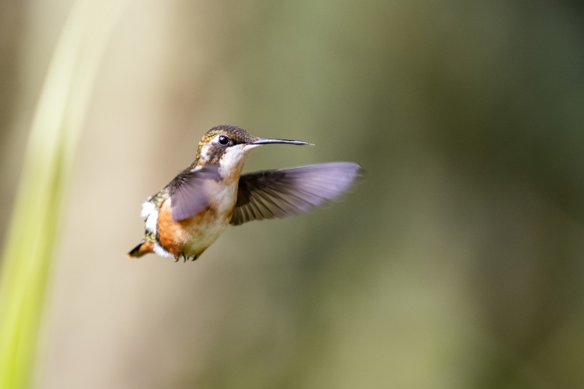 White-bellied Woodstar - ML651570953