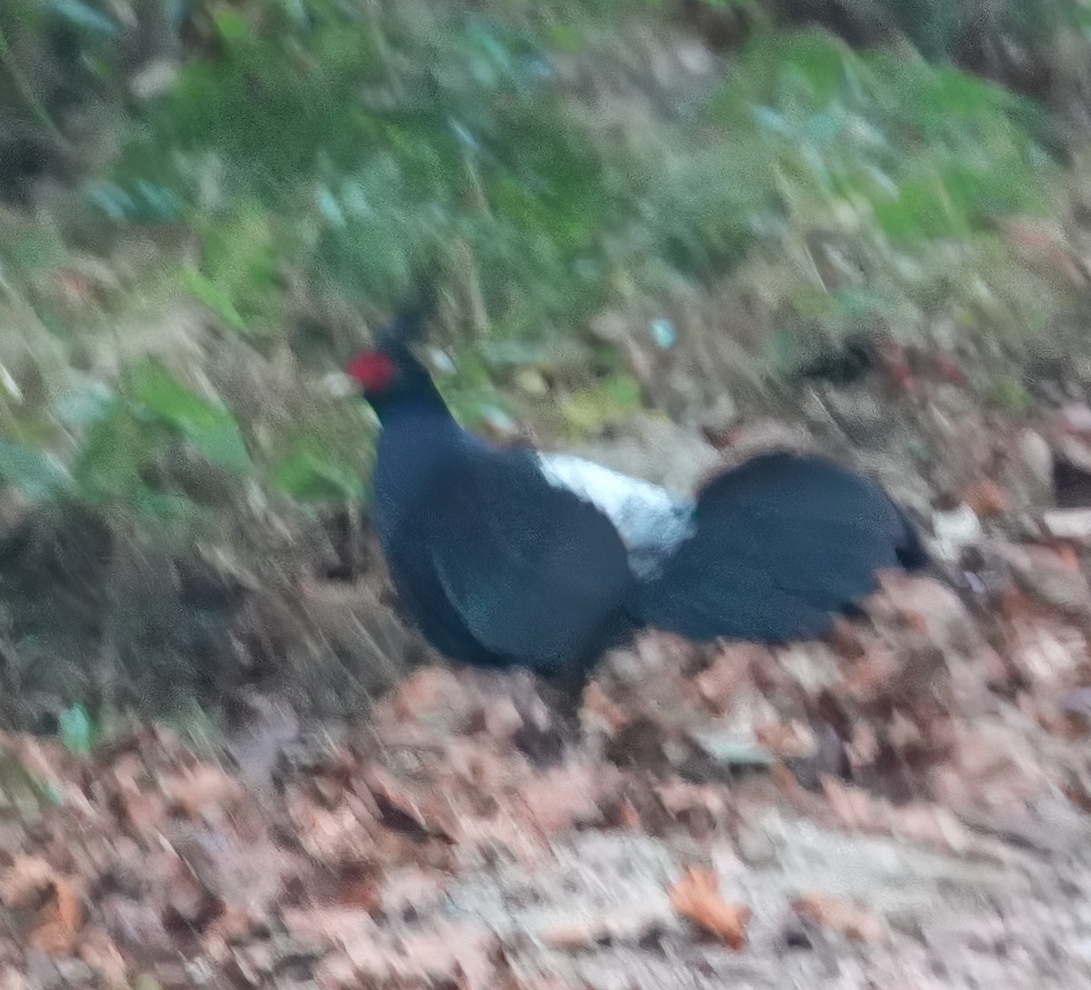 Kalij Sülünü - ML651571404