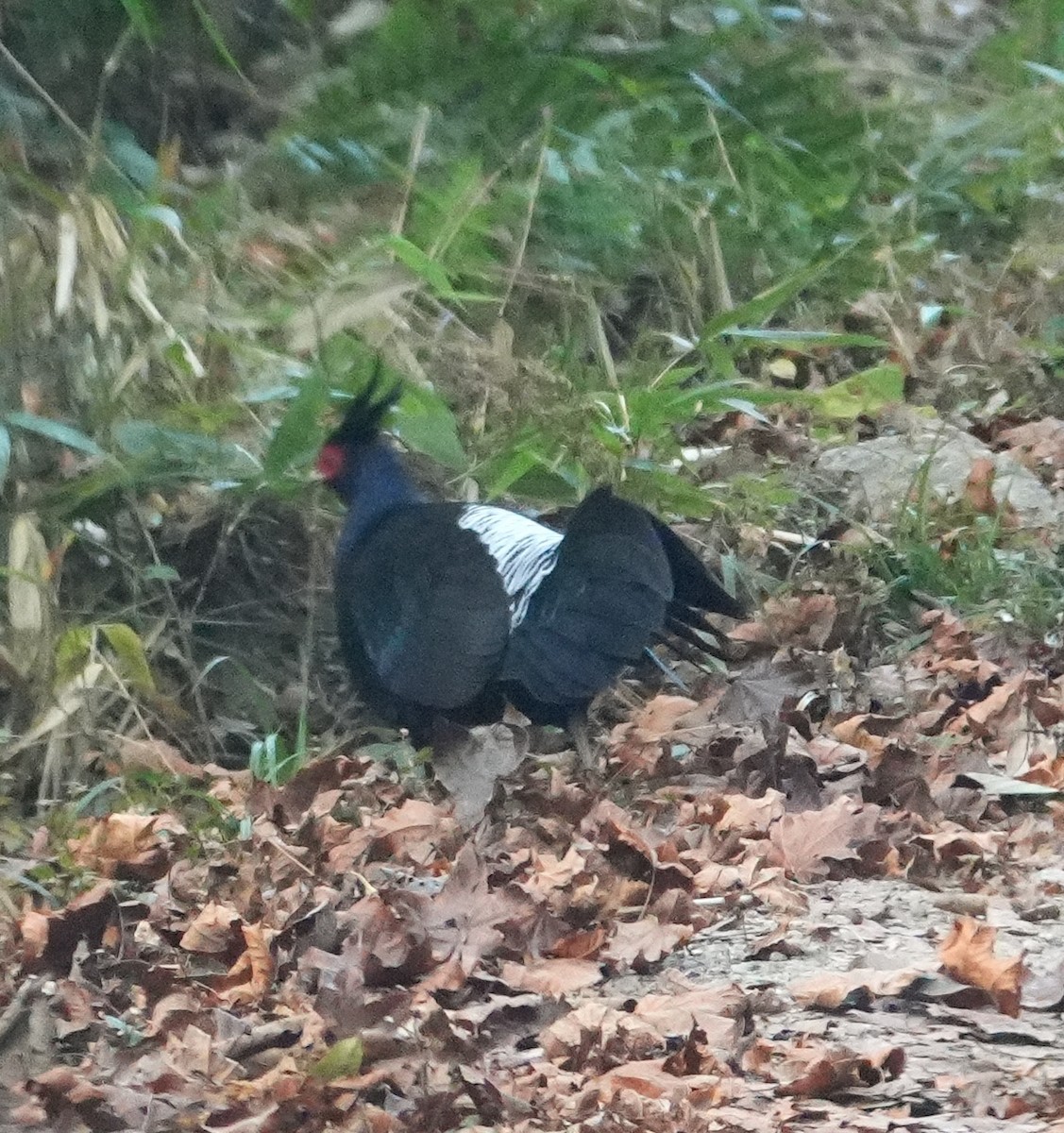 Kalij Sülünü - ML651571405