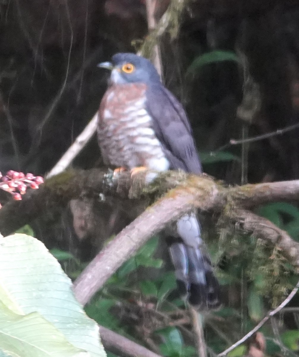 Büyük Atmaca Guguğu - ML651571509