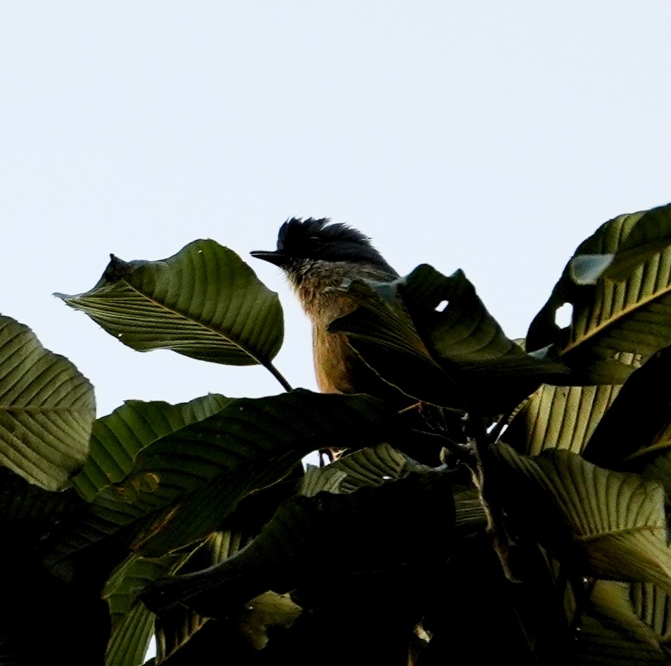 Tepeli Yazılıkanat - ML651571918