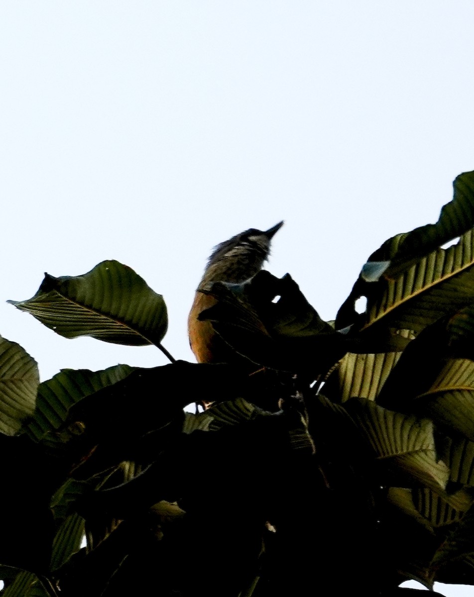 Tepeli Yazılıkanat - ML651571919