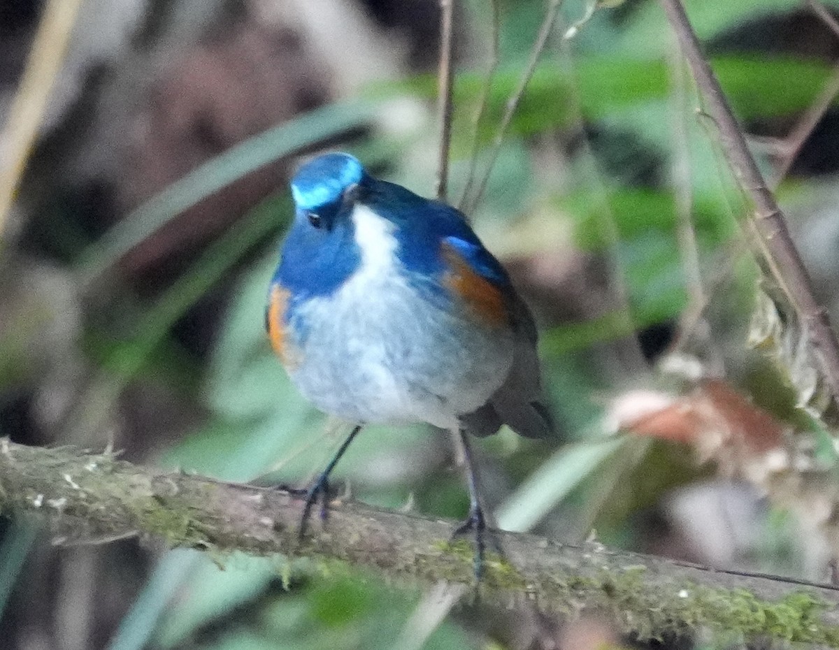 Himalaya Mavi Kuyruklu Bülbülü - ML651572130