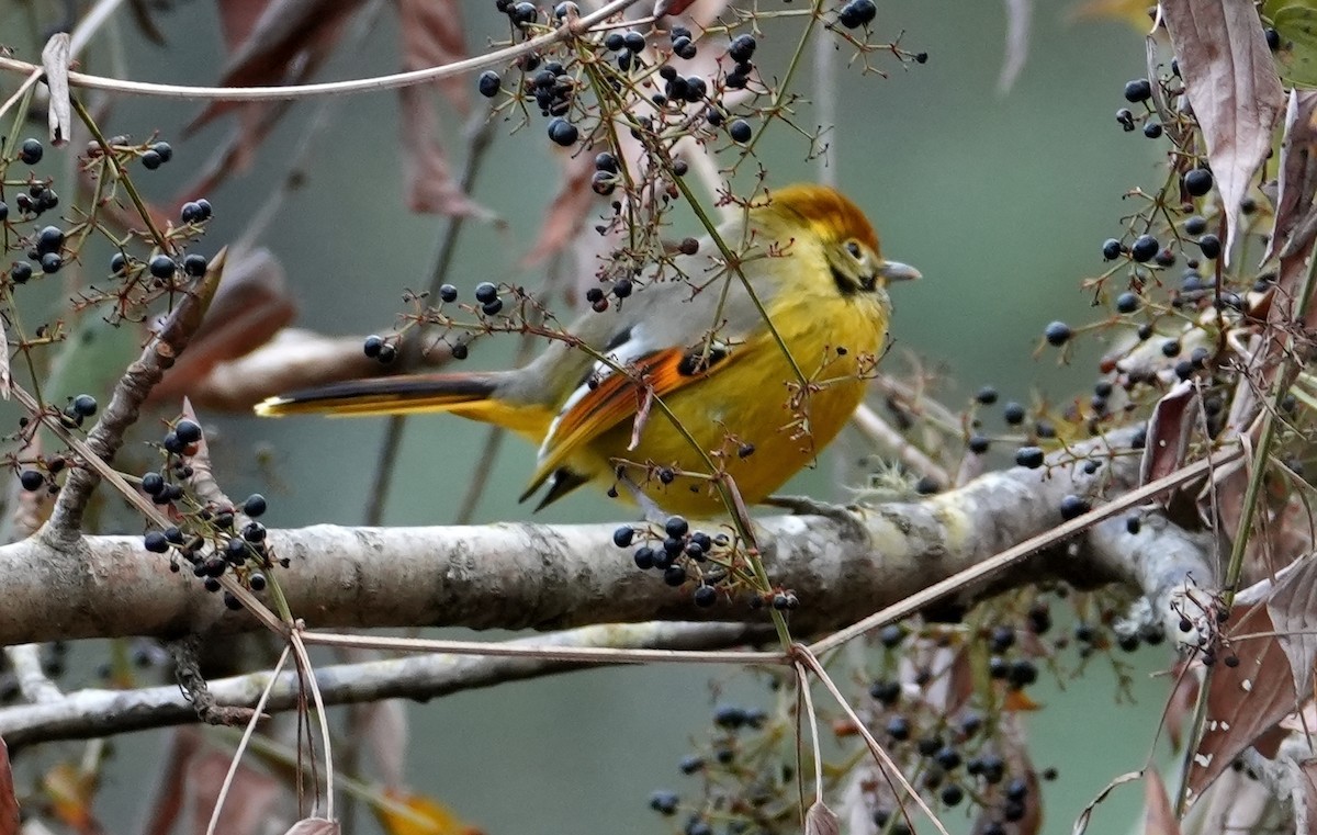 Sarıca Minla - ML651572345