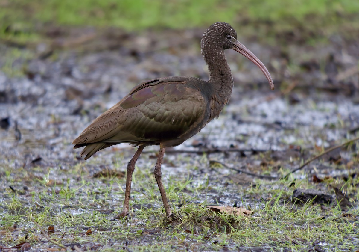 Glossy Ibis - ML651572904