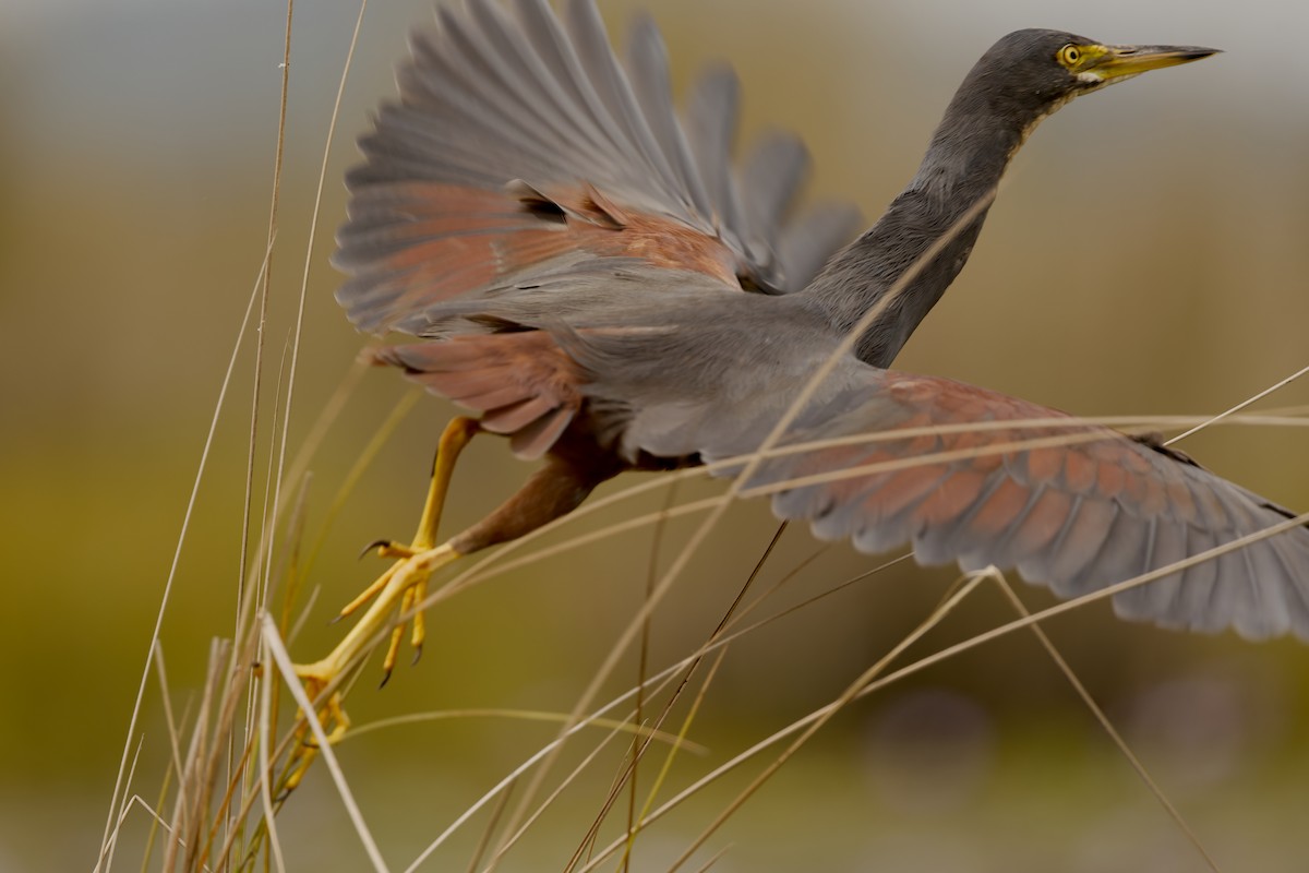 Rufous-bellied Heron - ML651573615