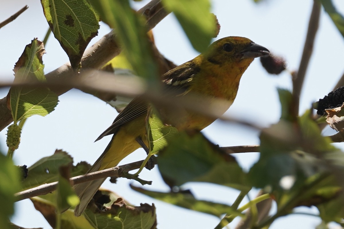 Flame-colored Tanager - ML651574872