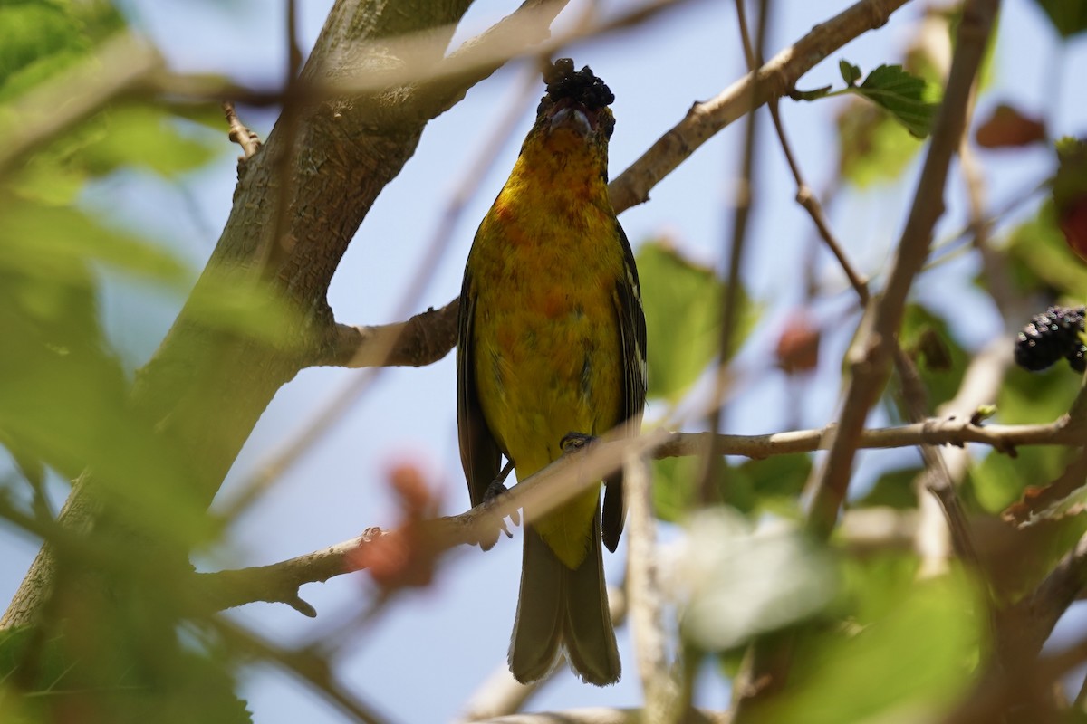 Flame-colored Tanager - ML651574873