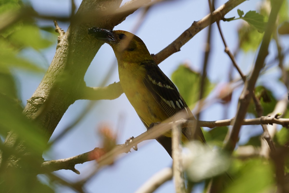 Flame-colored Tanager - ML651574874