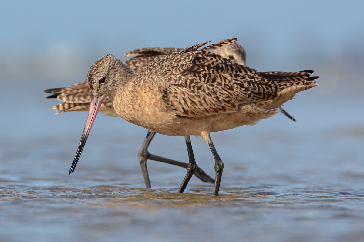 Aguja Canela - ML651575268