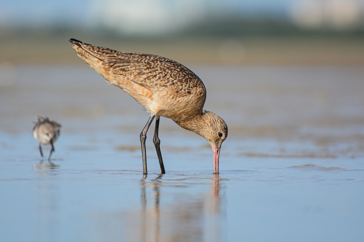 Aguja Canela - ML651575269