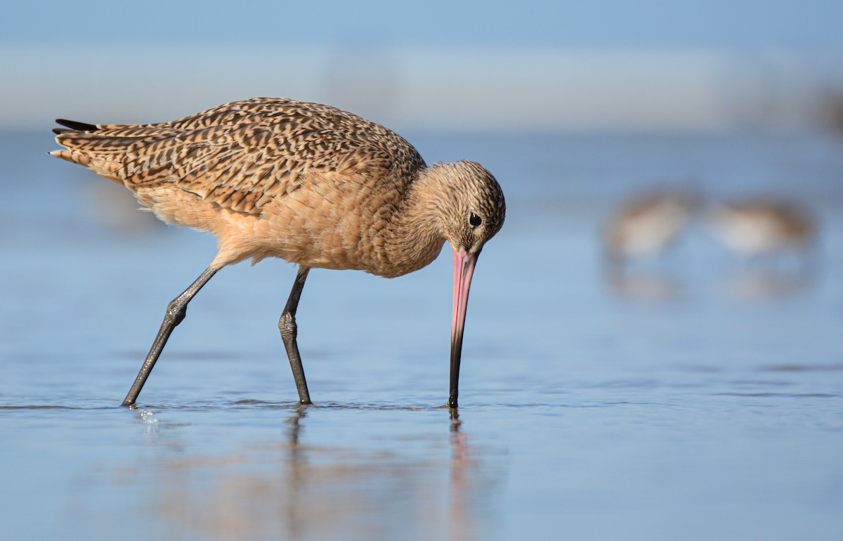 Aguja Canela - ML651575270