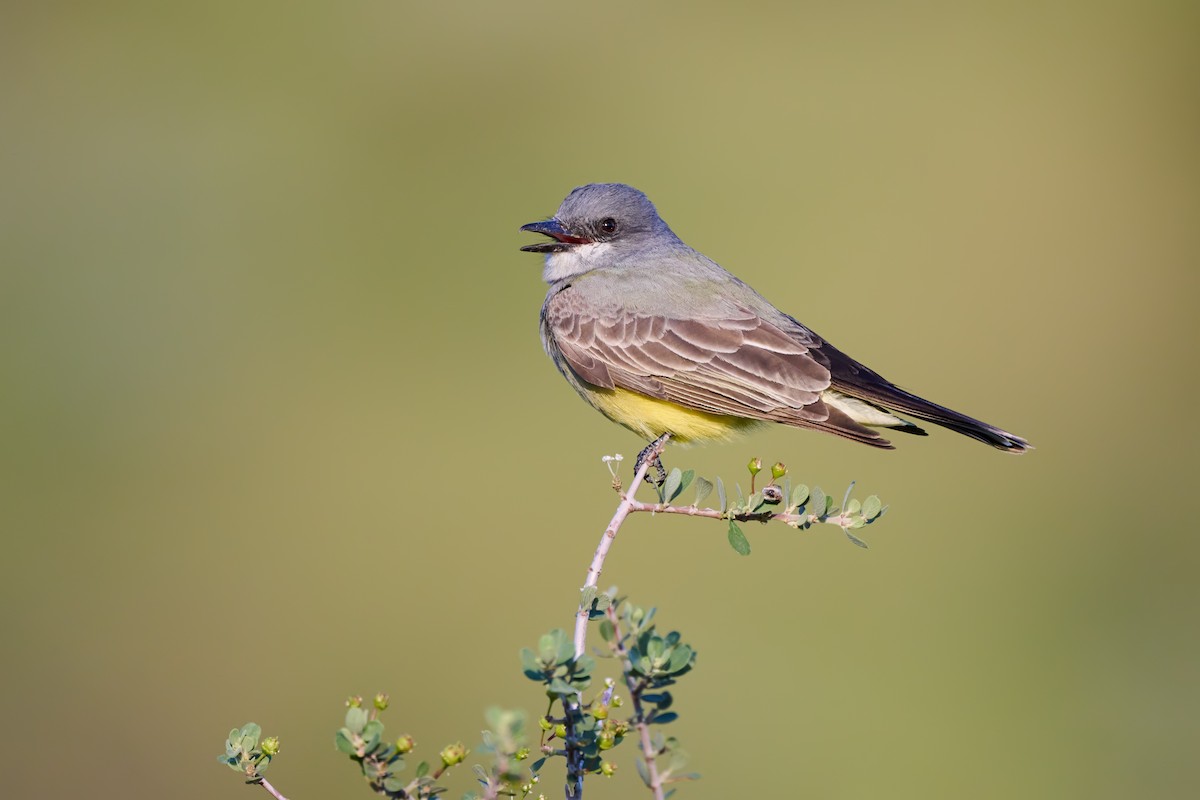Cassin's Kingbird - ML651576069