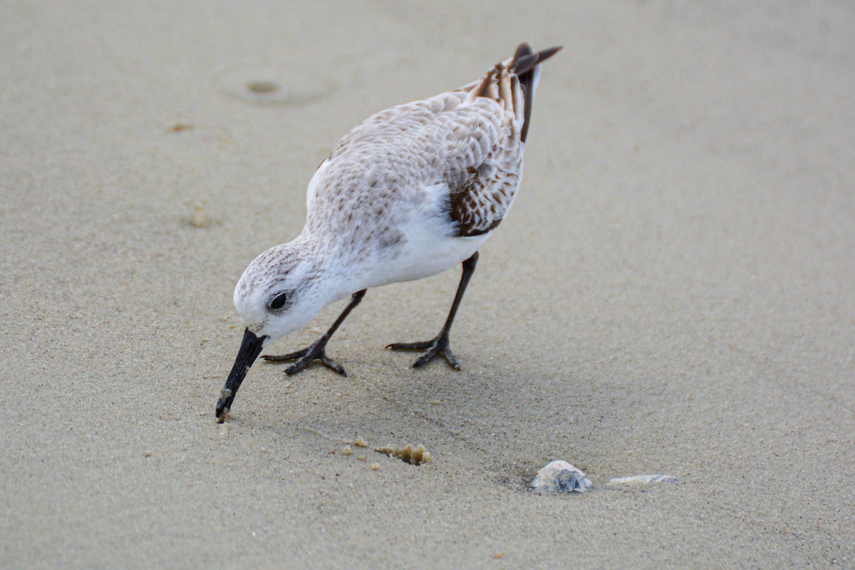 Песчанка - ML651576217