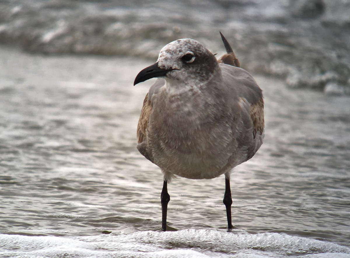 Ацтекская чайка - ML651576238