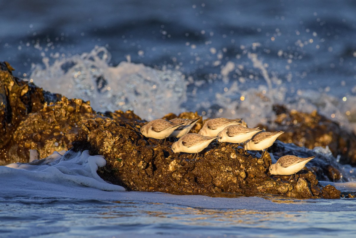Correlimos Tridáctilo - ML651576538