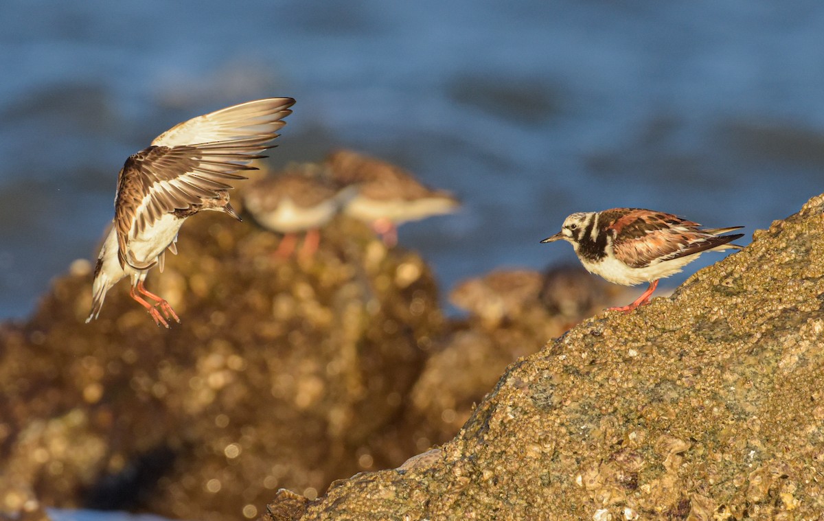 Vuelvepiedras Común - ML651576608
