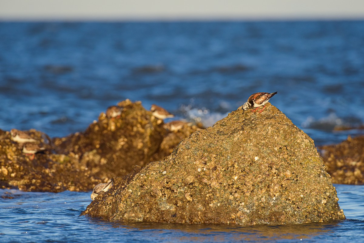 Vuelvepiedras Común - ML651576609