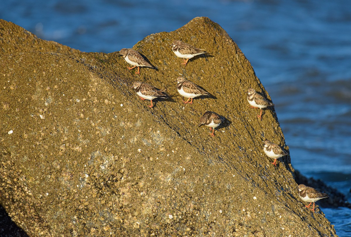 Vuelvepiedras Común - ML651576610