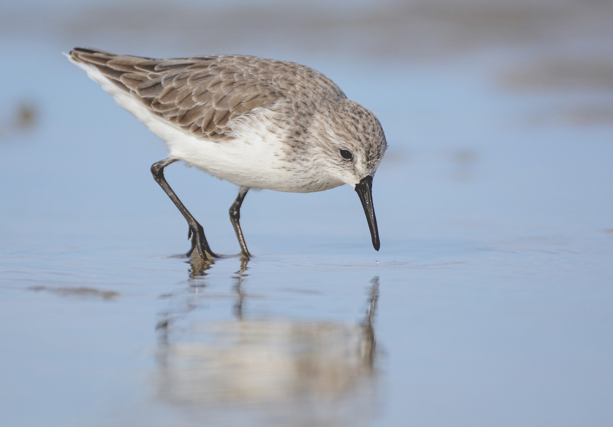 Correlimos de Alaska - ML651577089