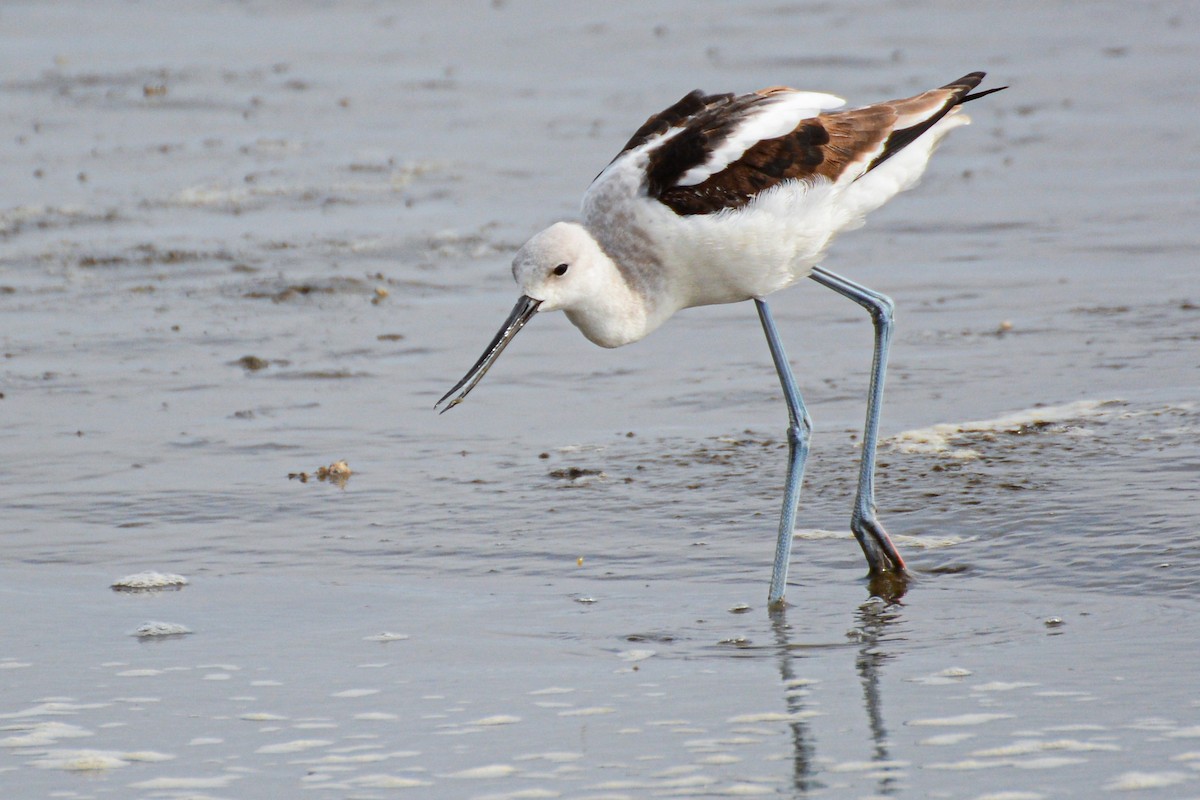 Avoceta Americana - ML651577400