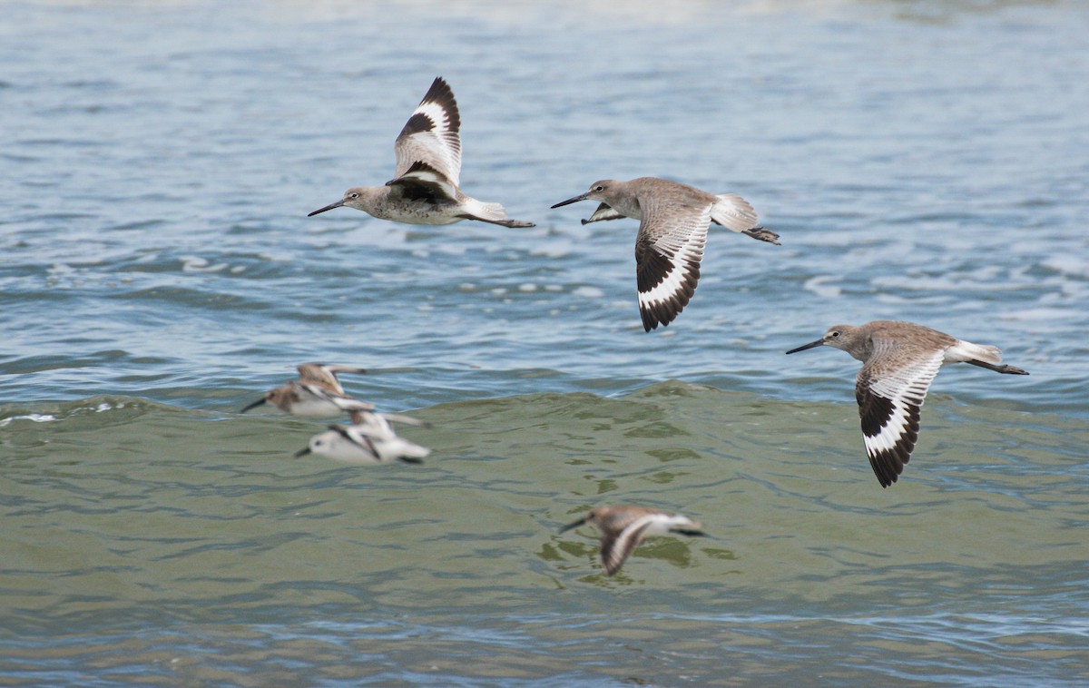 Playero Aliblanco (inornata) - ML651577562