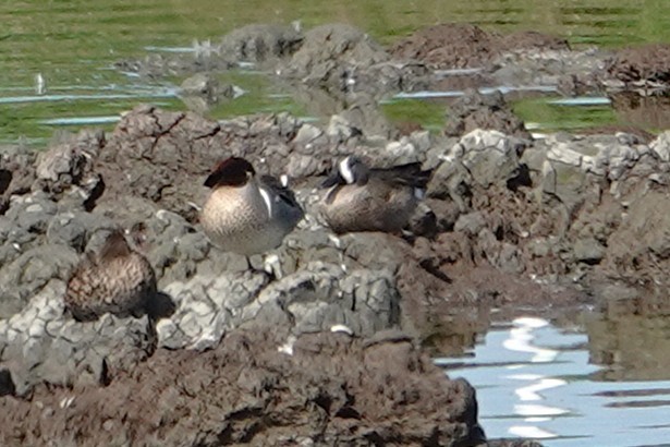 Blue-winged Teal - ML651577941
