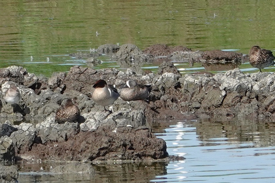 Blue-winged Teal - ML651577957