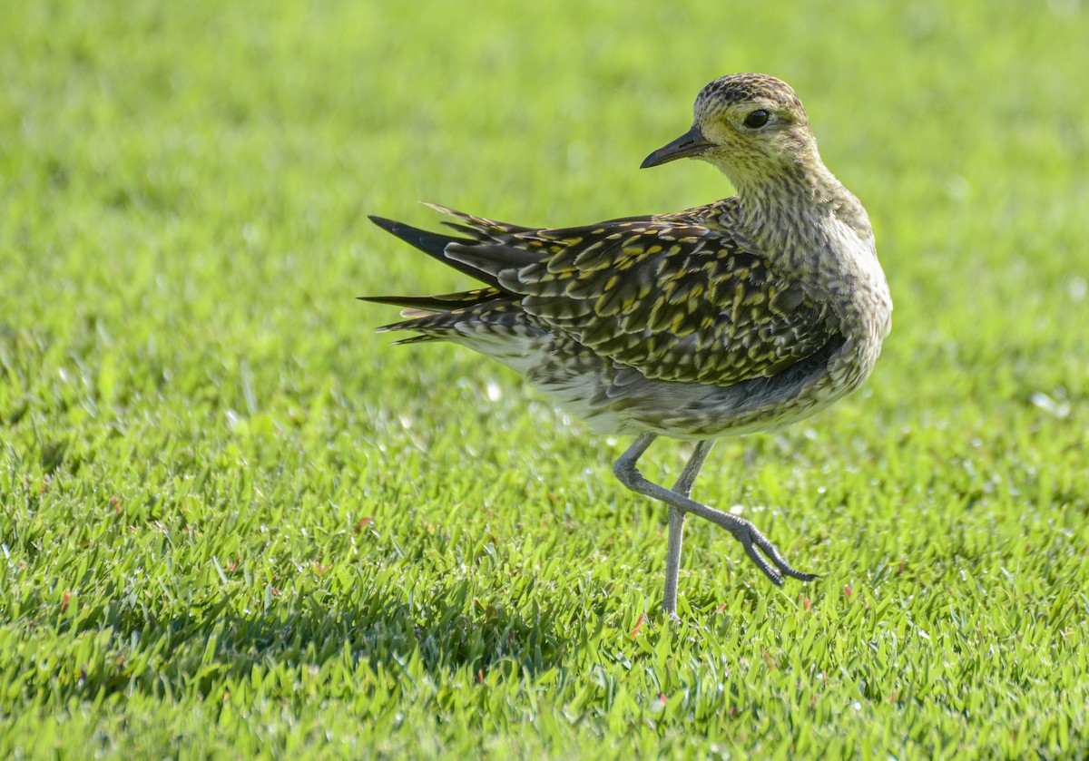Chorlito Dorado Siberiano - ML651578320