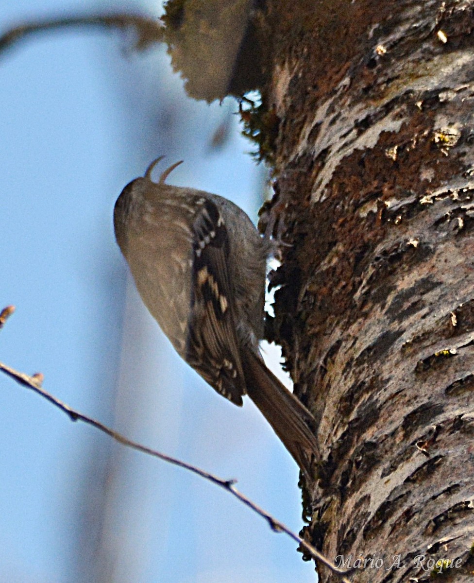 Short-toed Treecreeper - ML651578407