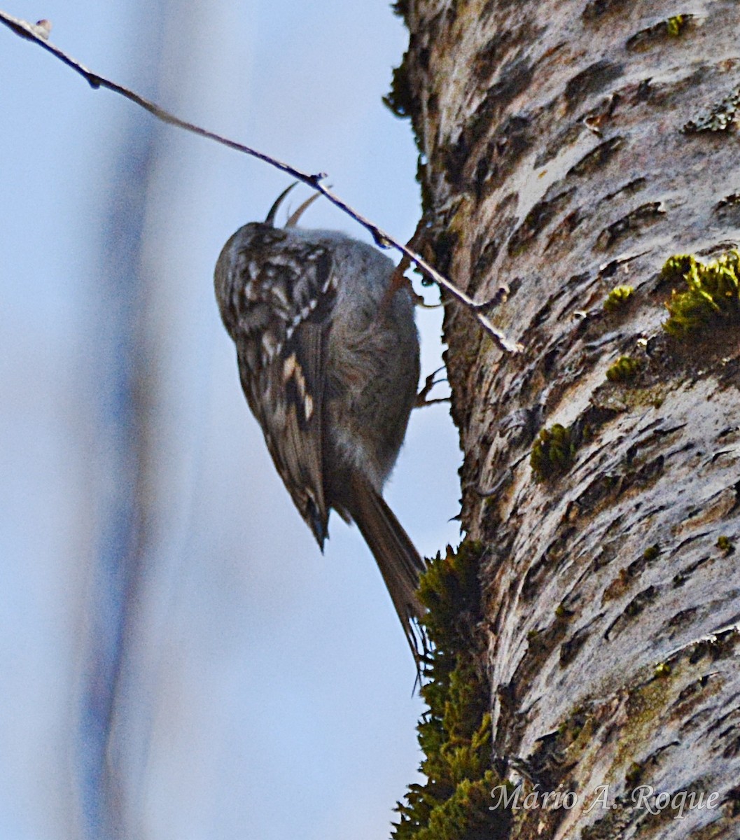 Short-toed Treecreeper - ML651578408
